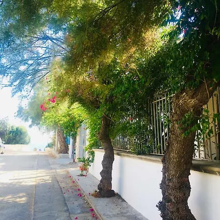 Bouganville