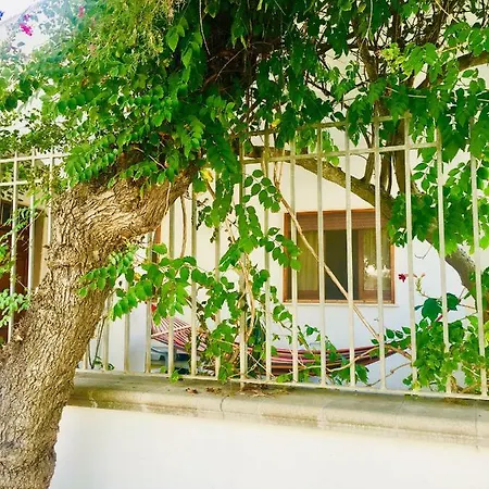 Bouganville